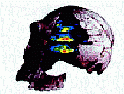 [Skull with brain image by Terrence Deacon, of The Symbolic Species]