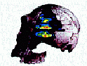 [Skull with brain image by Terrence Deacon, 
of The Symbolic Species]