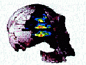 [Skull with brain image by Terrence Deacon, of The Symbolic Species]