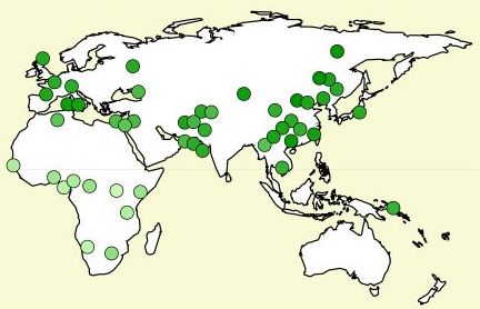 The distribution of the "derived" allele of Microcephalin across the Old World